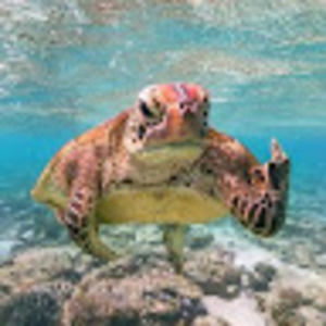 Meet your Posher, Tyrone